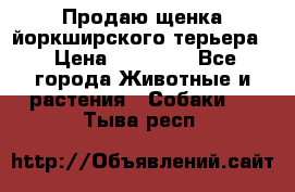 Продаю щенка йоркширского терьера  › Цена ­ 20 000 - Все города Животные и растения » Собаки   . Тыва респ.